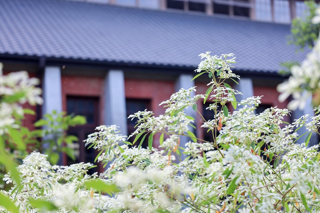 鄰近聖誕節了呢~追!!白雪木!