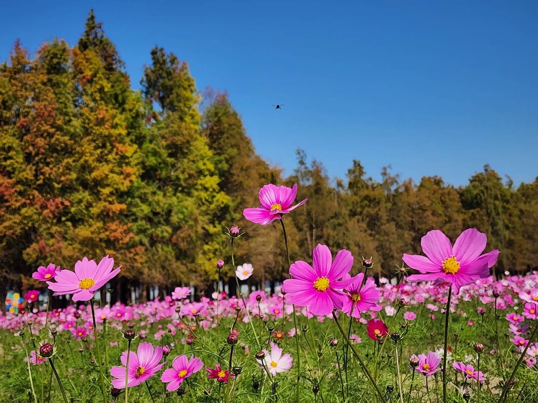 六甲落羽松的下載進度50%!