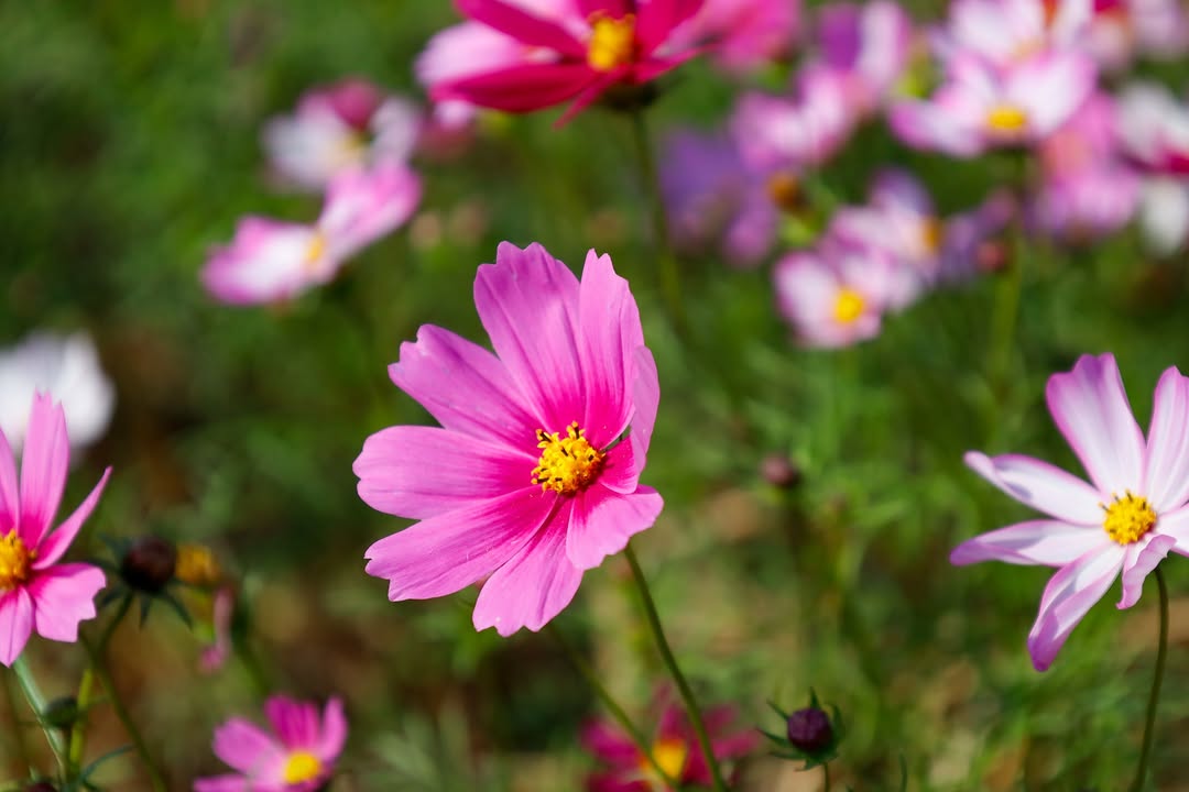 六甲花況~菁埔埤的波斯菊已經 大開了唷~！
