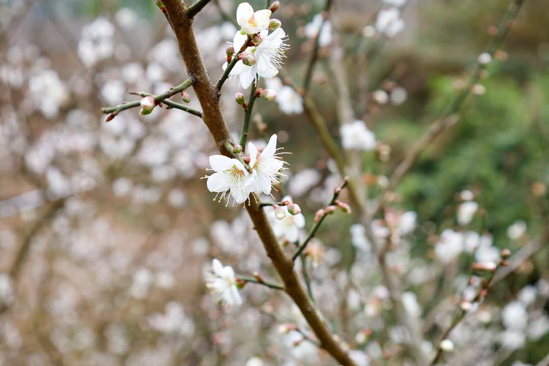 梅嶺花況~今日速報