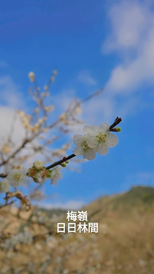把握今年梅嶺梅花最後花期吧！
