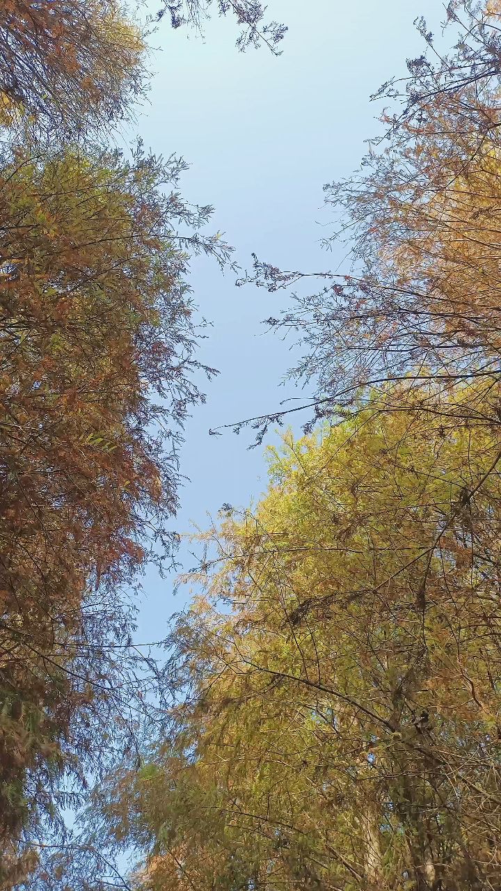 六甲落羽松等你來囉