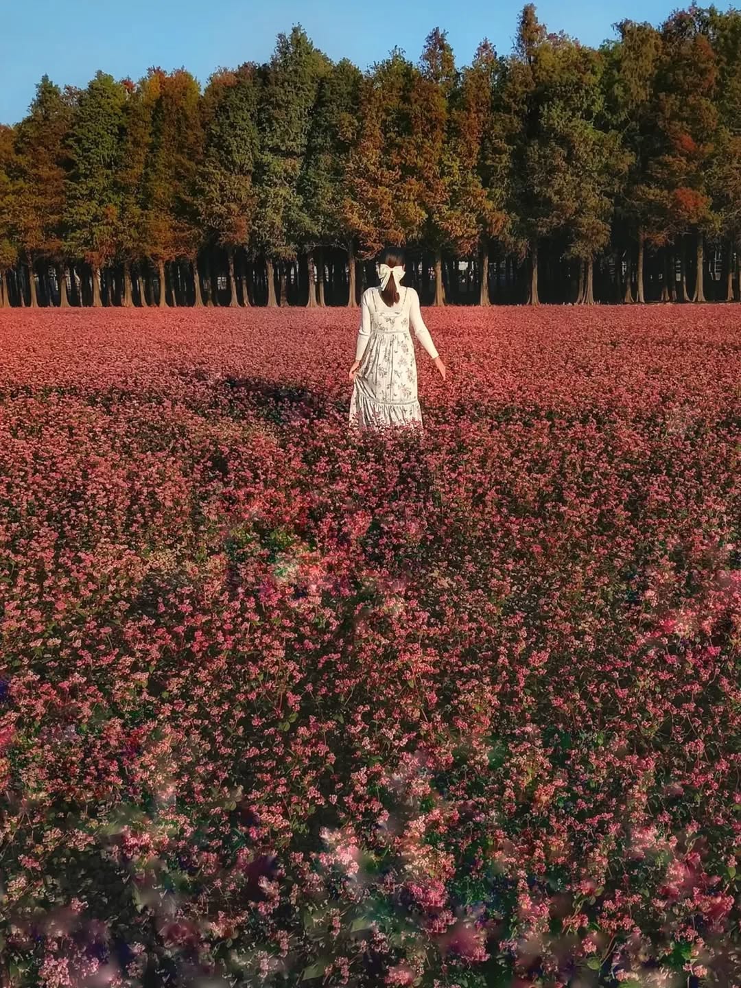 落羽松季週六要開始迎接大家囉！