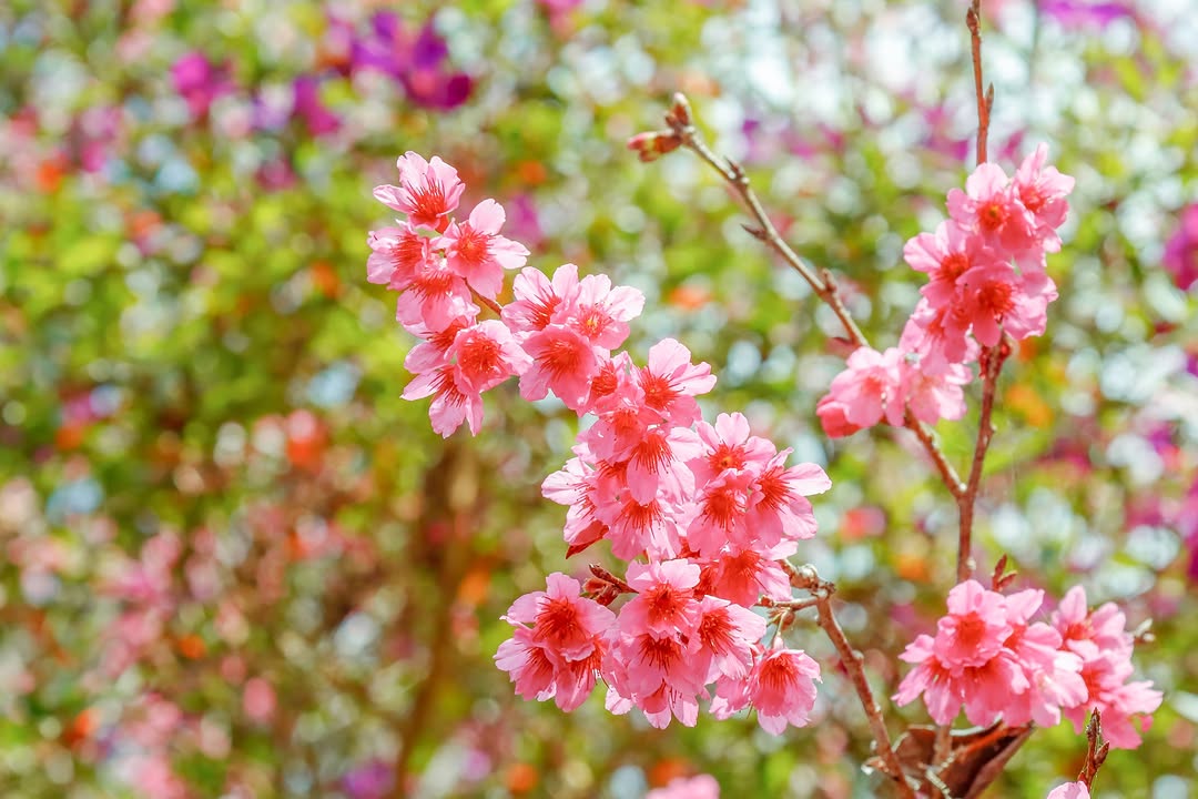 最近的梅峰古道登山口大家有發現櫻花與紫牡丹悄悄綻放中嗎?