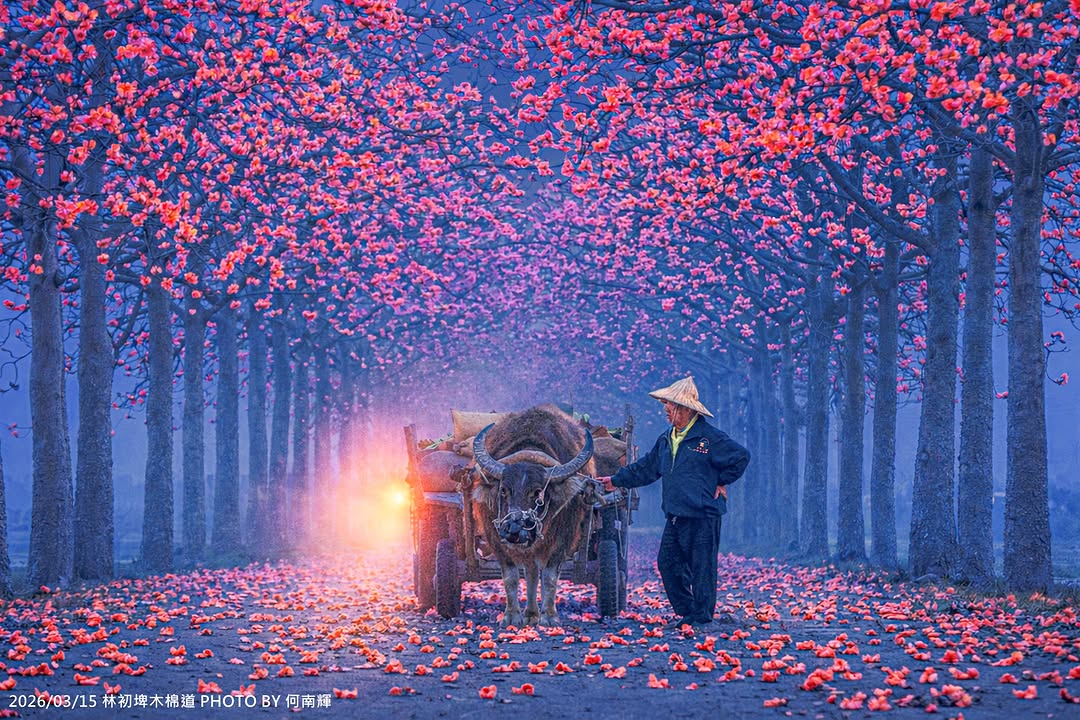 大家小時候有坐過牛車嗎?