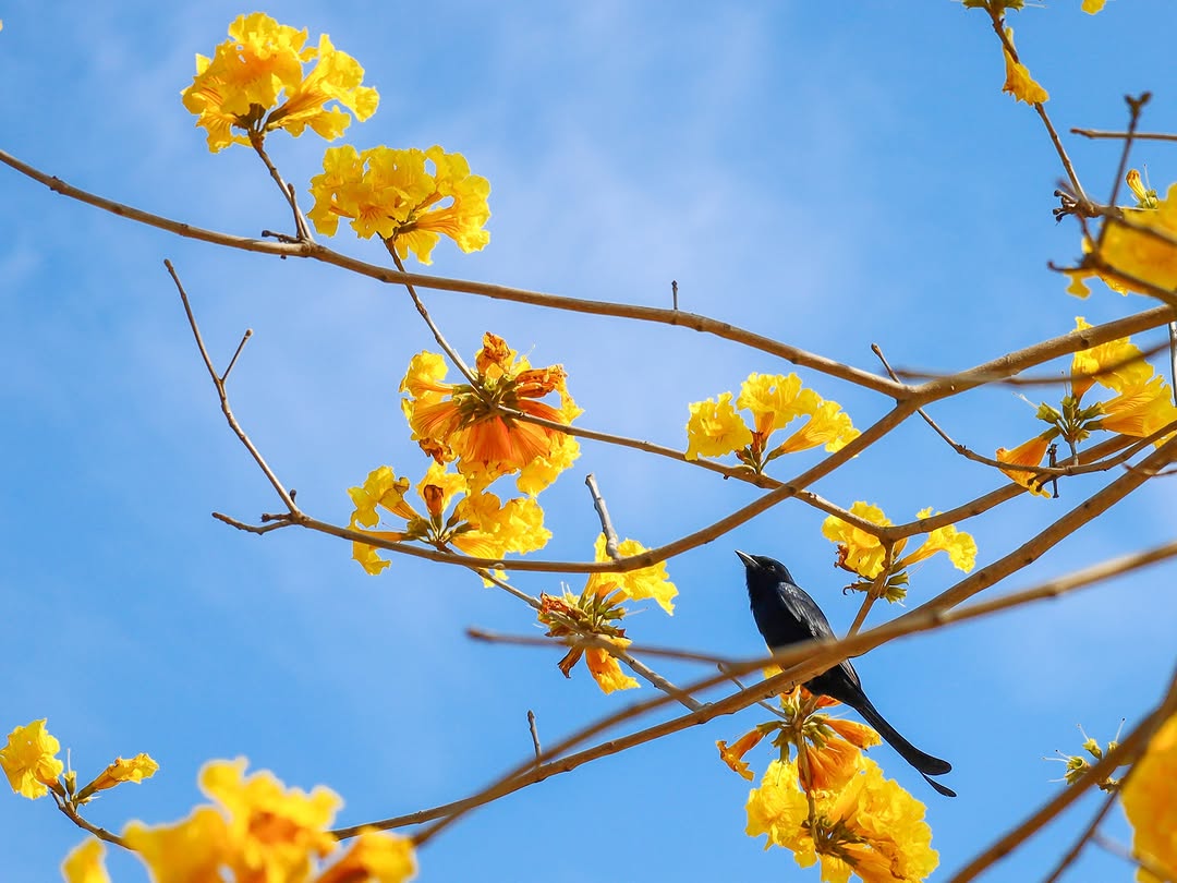 ＼即時花況預報／