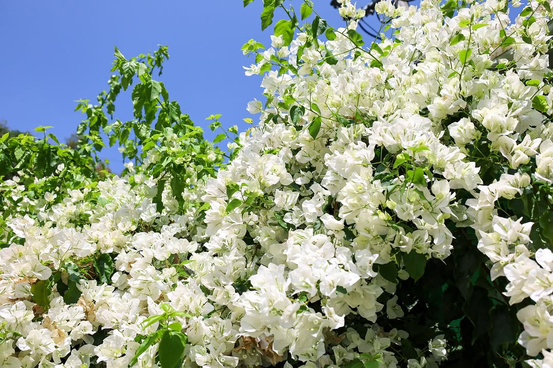 春日花況報報，來場「花心約會」吧！