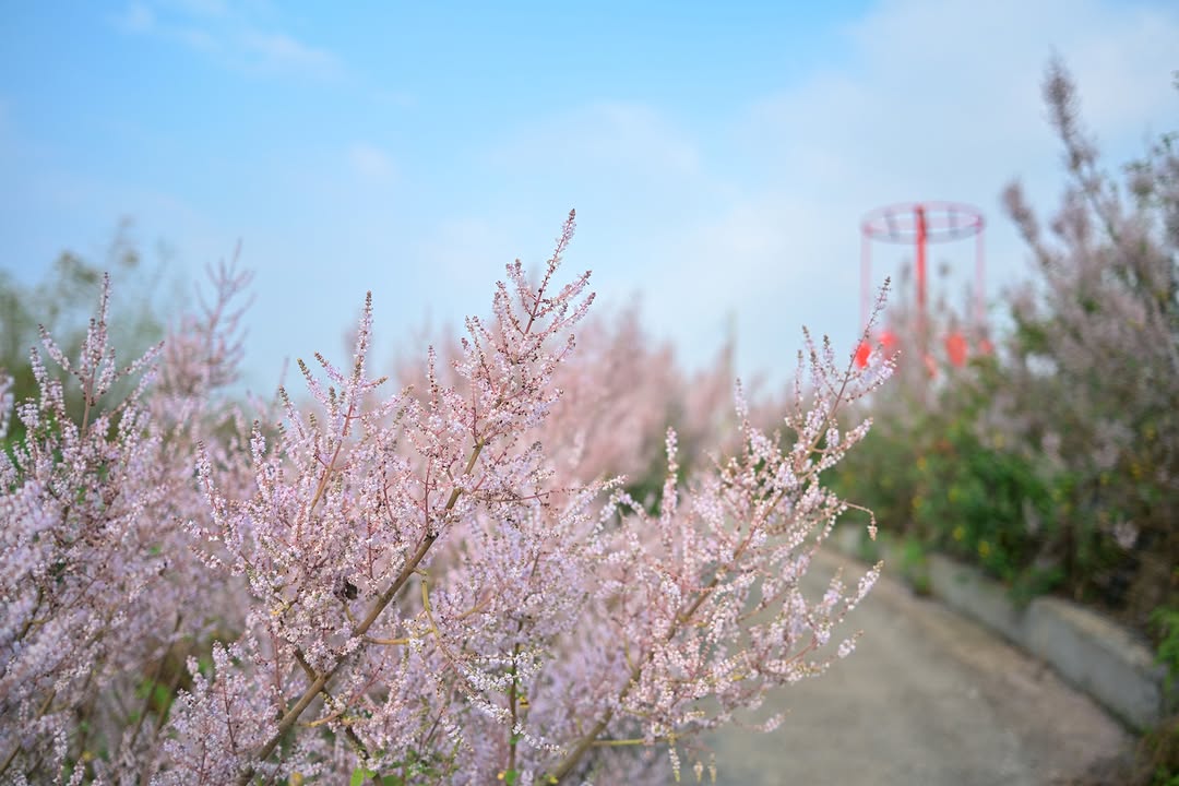 花況報報飄香麝香木園區~盛開中(ﾉ>ω<)ﾉ