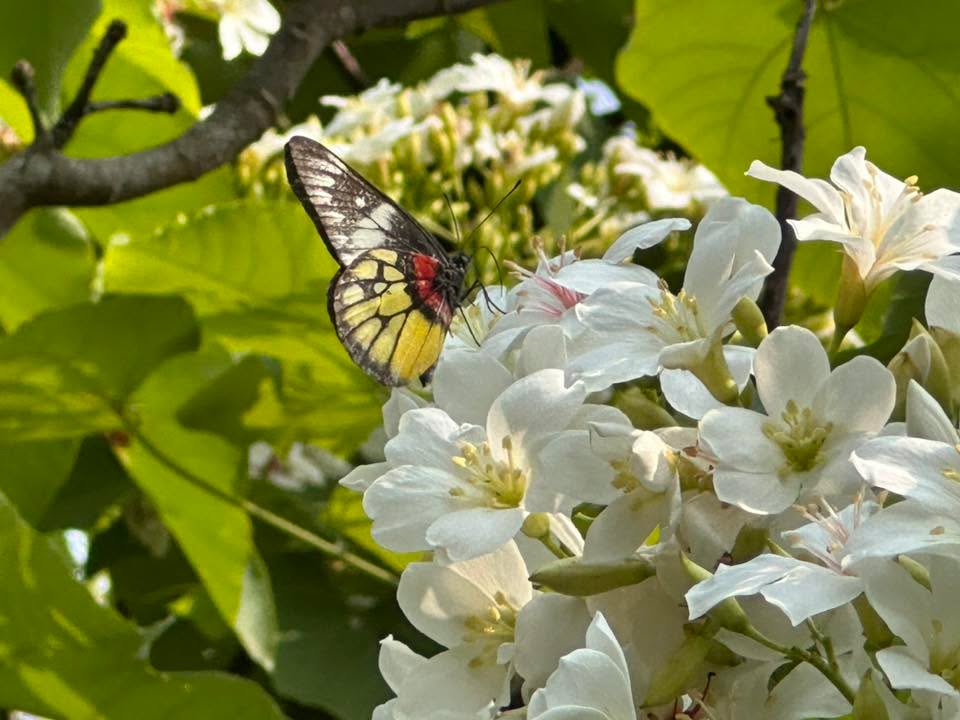 這周梅嶺山頭開始下 #四月雪 啦！