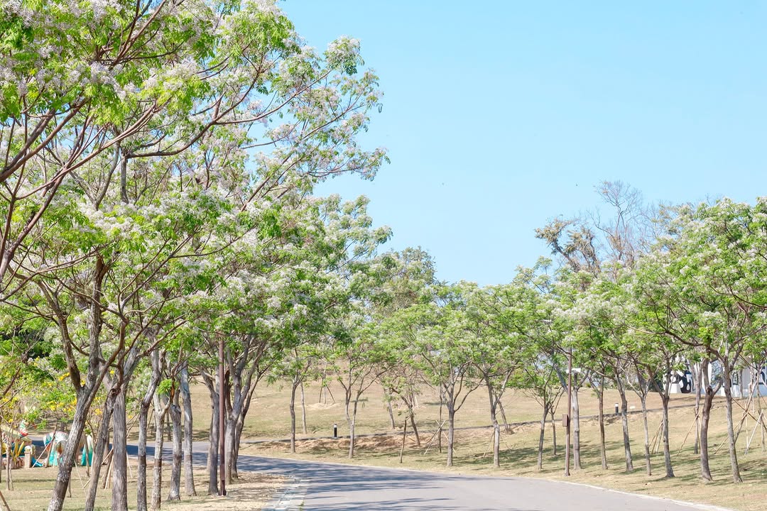 花況報報 春日限定 官田的苦楝時光 