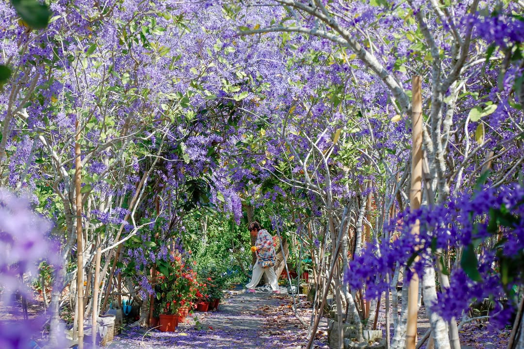  錫葉藤  紫色隧道 