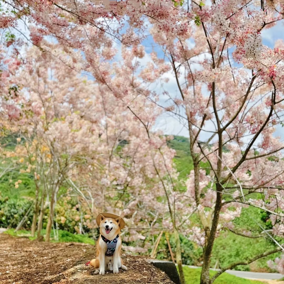 \ 兒童節快樂 毛孩與粉紅花海的療癒時光 /
