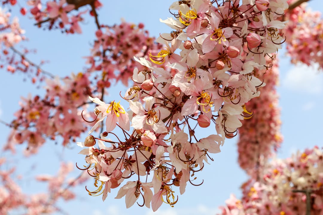花況報報 #玥園思親步道 花旗木開花了