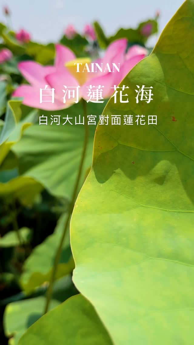 花況報報.ᐟ.ᐟ 4月竟然就有 #蓮花 搶先綻放啦